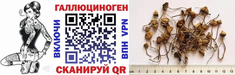 как найти   Моршанск  Галлюциногенные грибы Magic Shrooms 